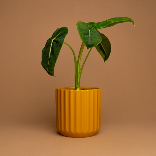 Beam Pot