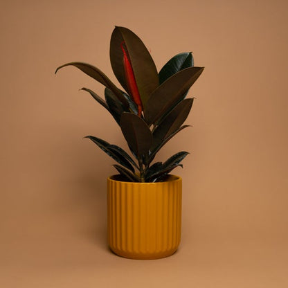 Rubber Tree (Ficus elastica)