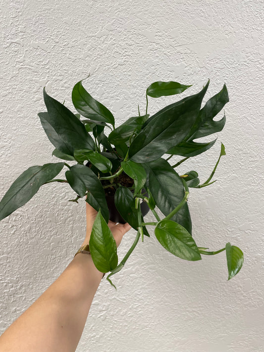Epipremnum 'Baltic Blue'