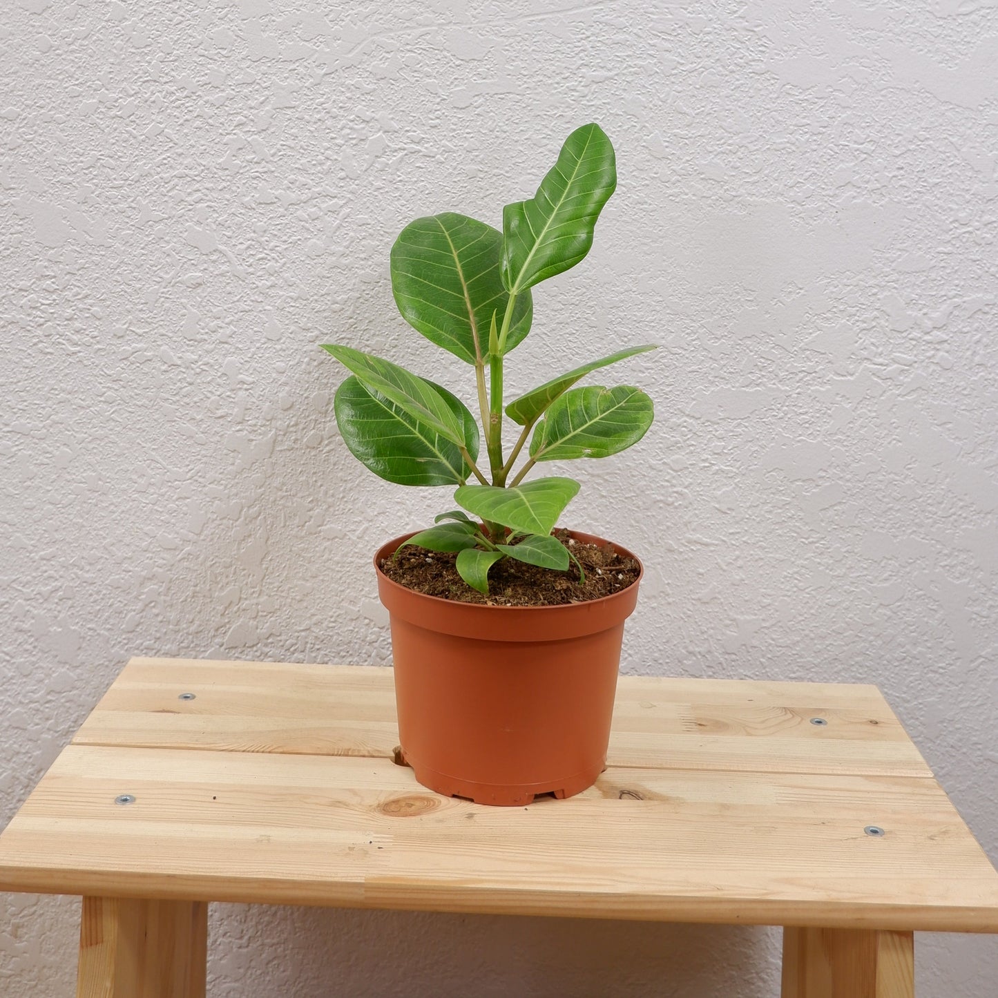 Yellow Gem (Ficus altissima)