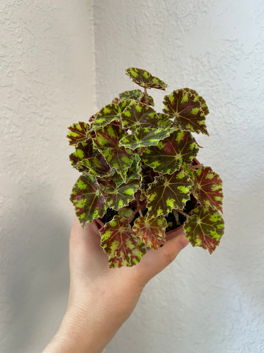 Begonia 'Tiger Paws' (Begonia bowerae)