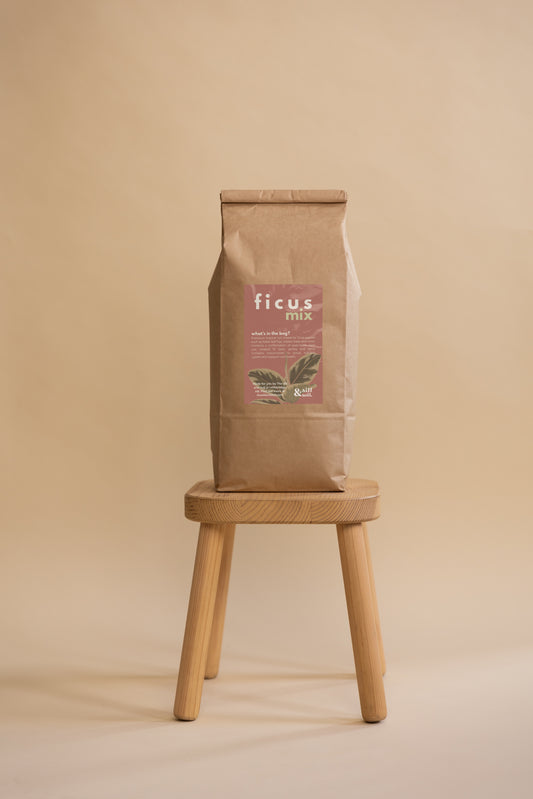 Ficus Mix