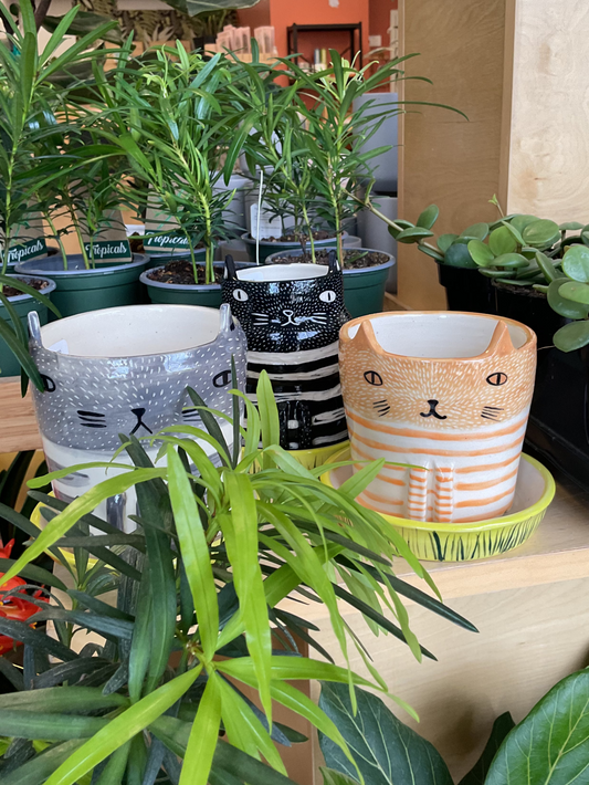 Funky Cat Pot
