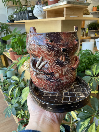 Beaver Pot