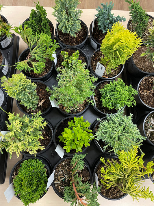 Pre-Bonsai Assorted