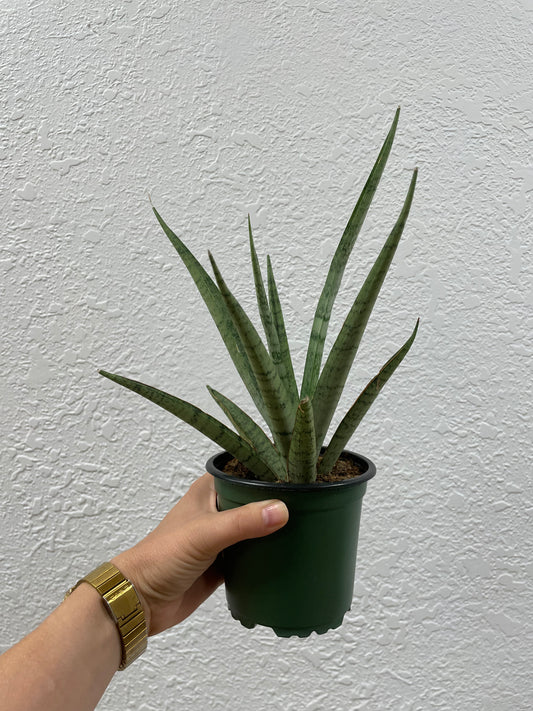 Fountain Snake Plant (Sanseveria Fernwood)