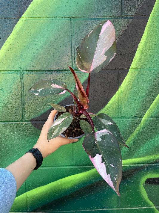 Philodendron 'Pink Princess'