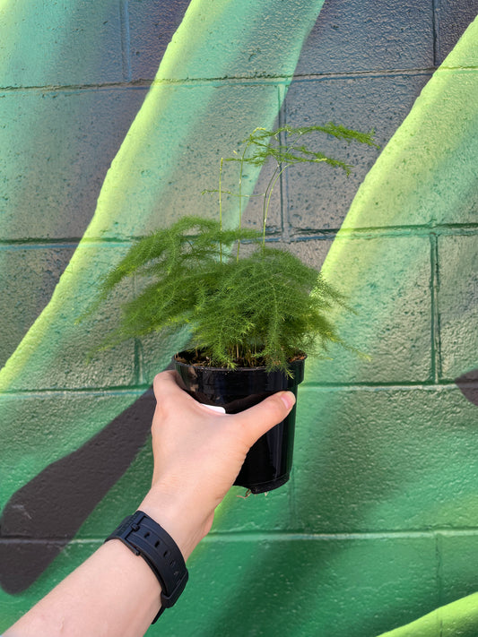 Plumosa Fern (Asparagus plumosus)