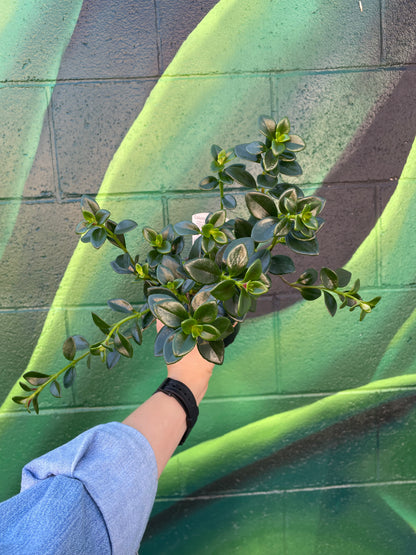 Goldfish Plant (Columnea nematanthus)