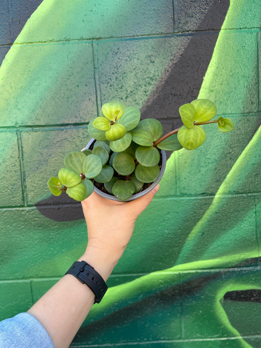 Peperomia 'Hope'