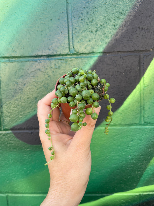 String of Pearls (Curio rowleyanus)