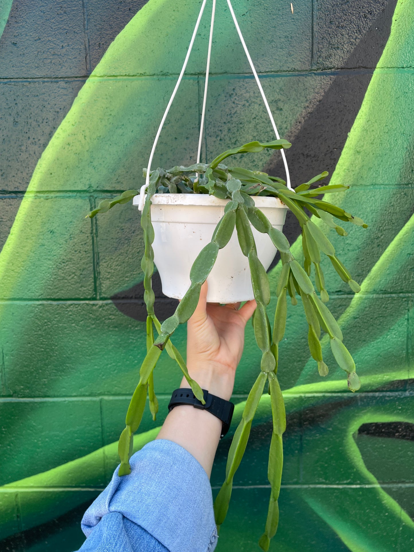 Rhipsalis Pardoxa