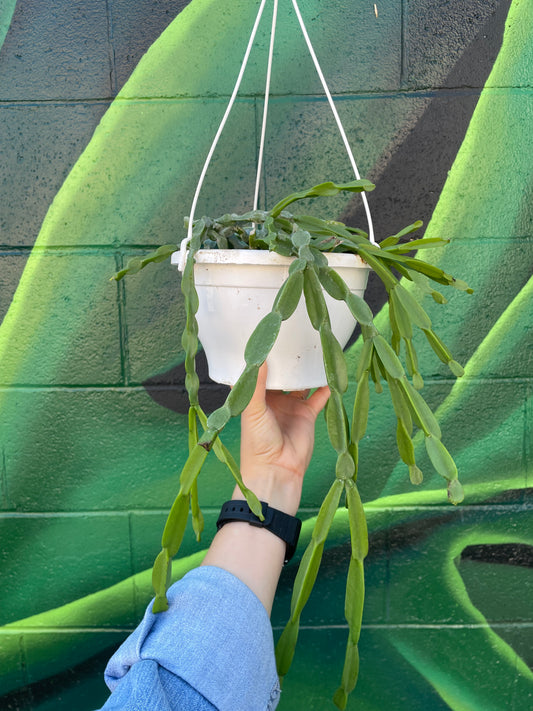 Rhipsalis Pardoxa