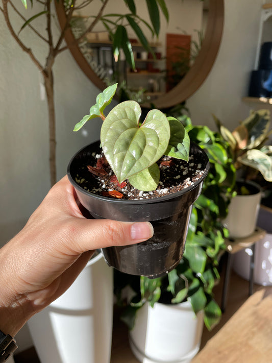 Anthurium Luxurians x Anthurium Warocqueanum/Anthurium Waterburyanum