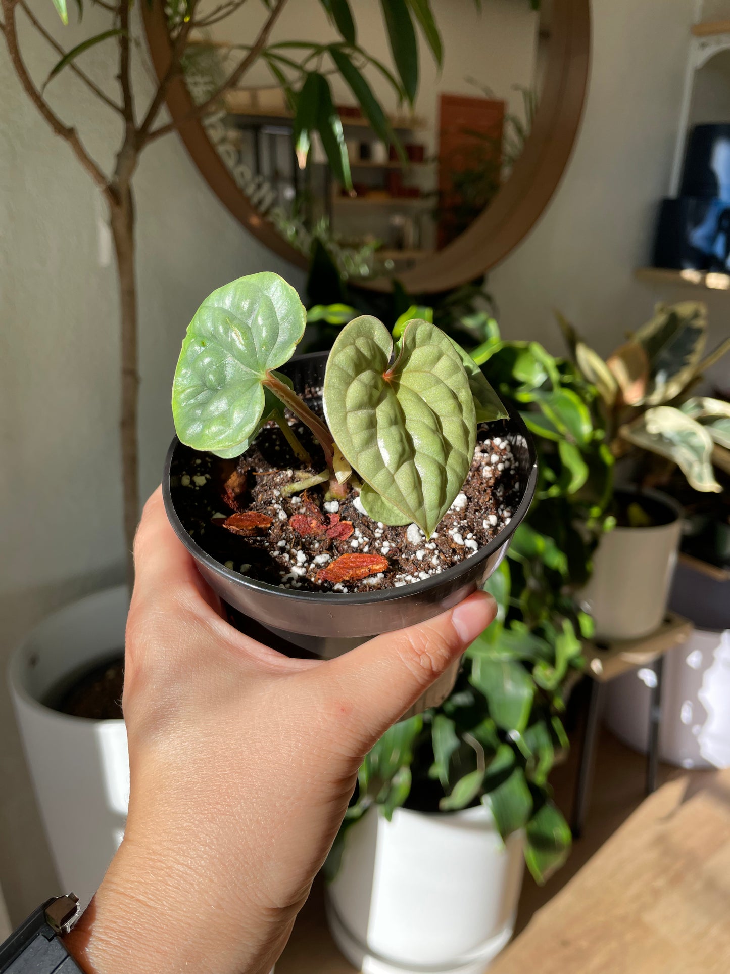 Anthurium Luxurians x Anthurium Warocqueanum/Anthurium Waterburyanum