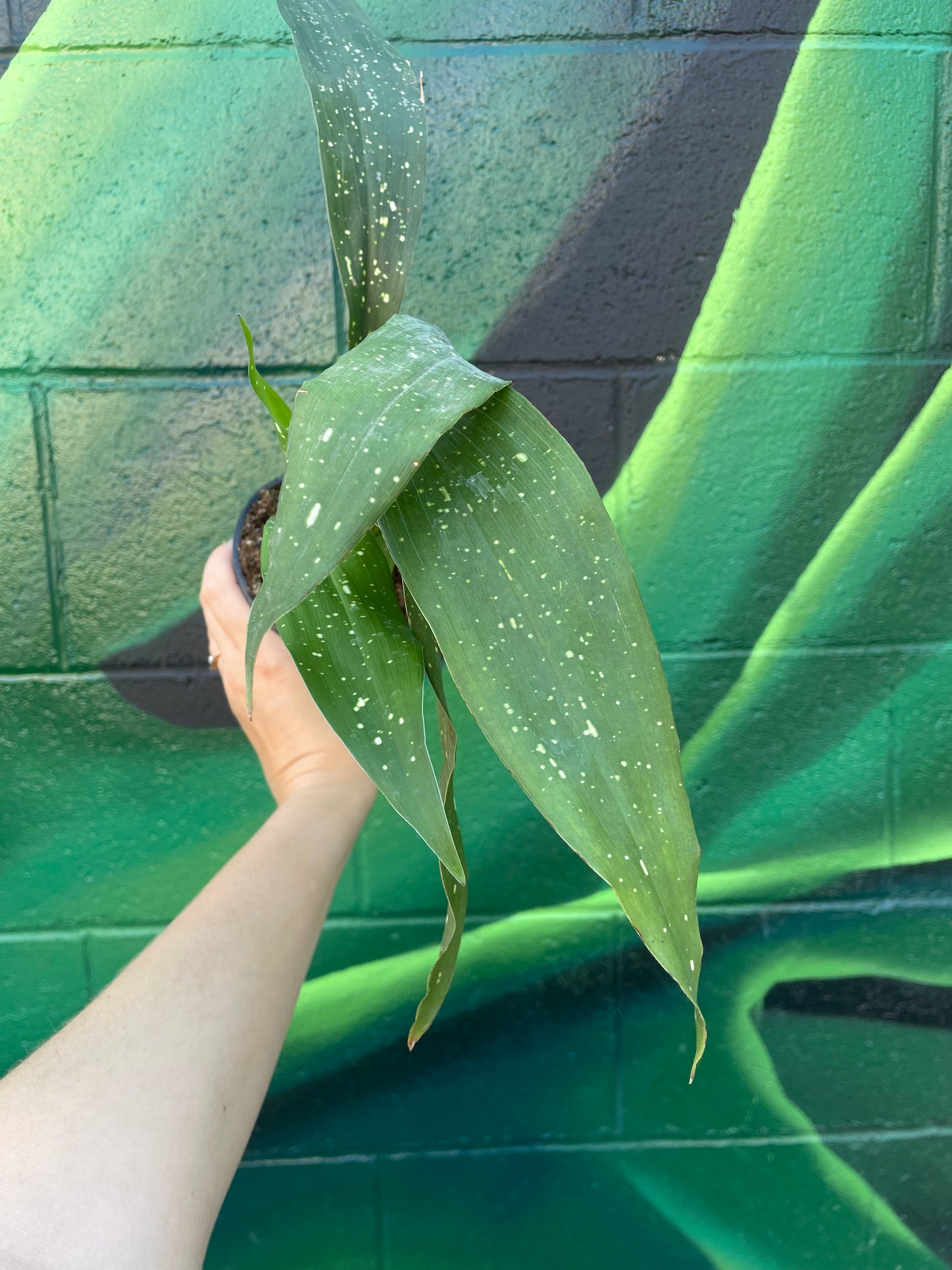 Cast Iron Plant 'Milky Way' (Aspidistra elaitor)