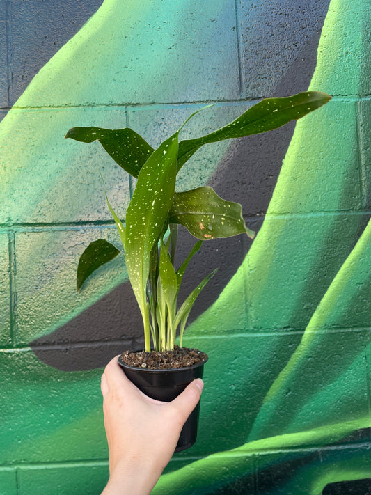 Cast Iron Plant 'Milky Way' (Aspidistra elaitor)