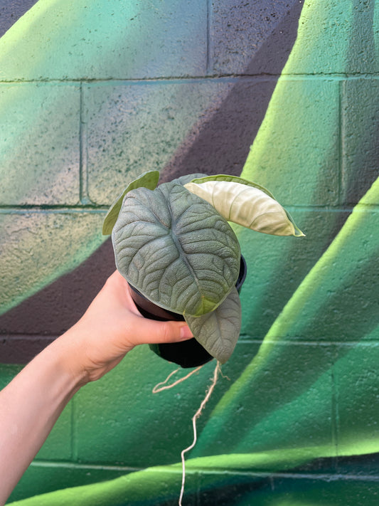 Alocasia Rugosa