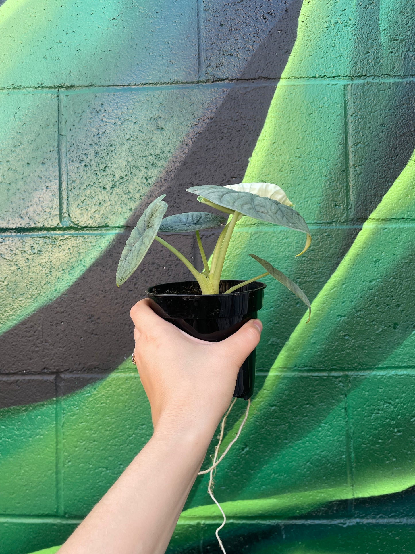 Alocasia Rugosa