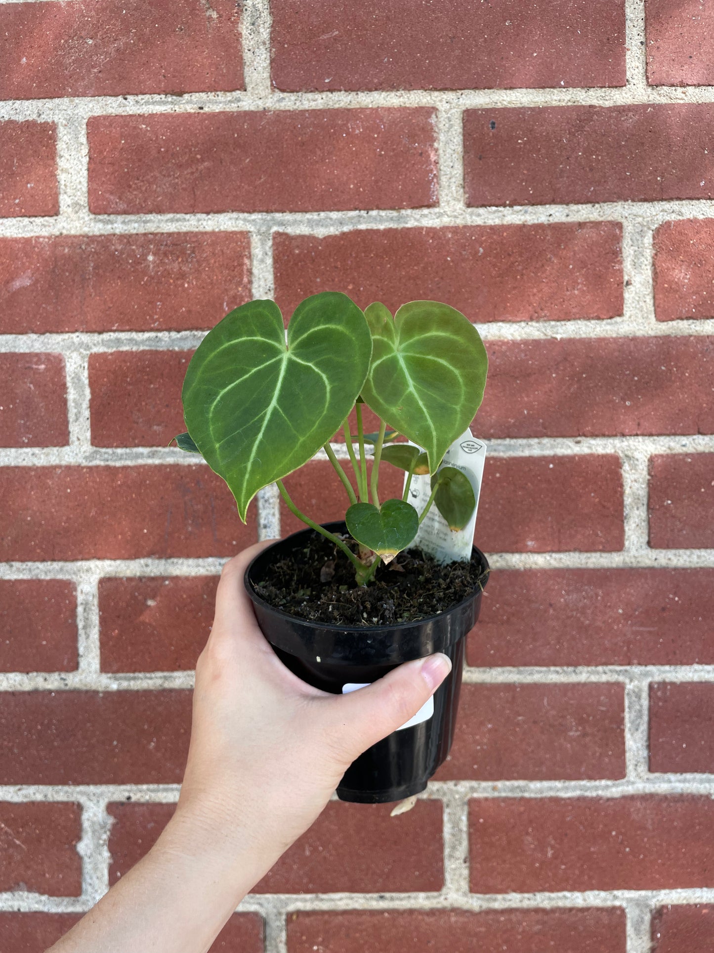 Anthurium clarinervium