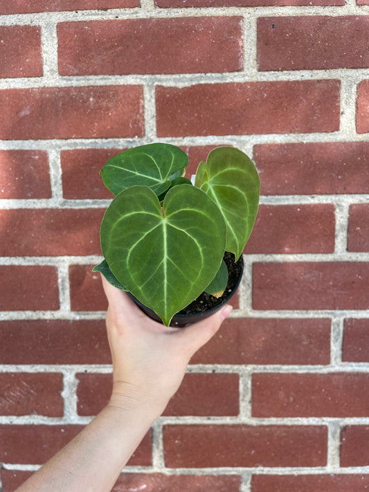 Anthurium clarinervium