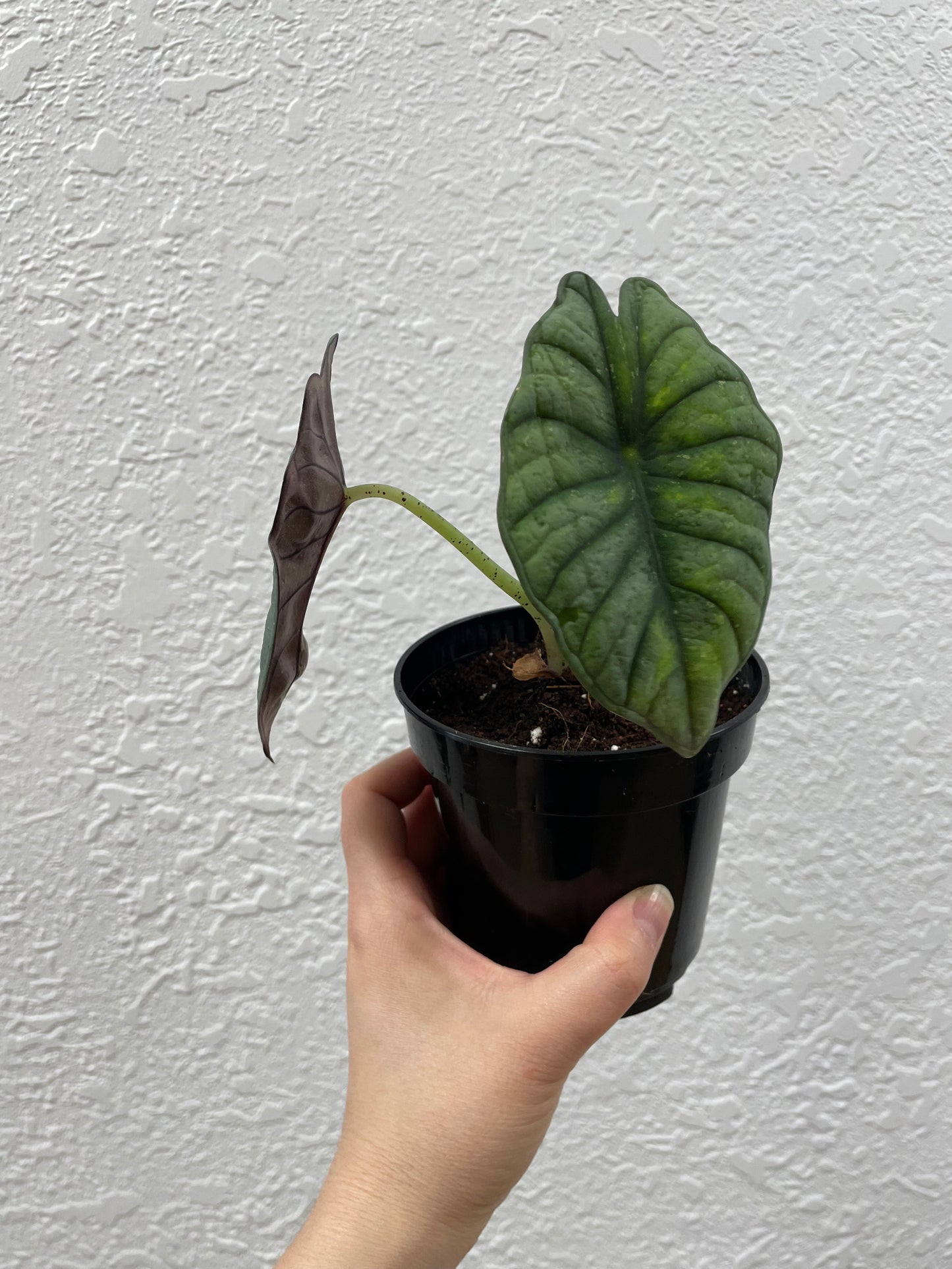 Alocasia Nebula 'Variegated'