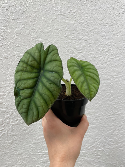Alocasia Nebula 'Variegated'
