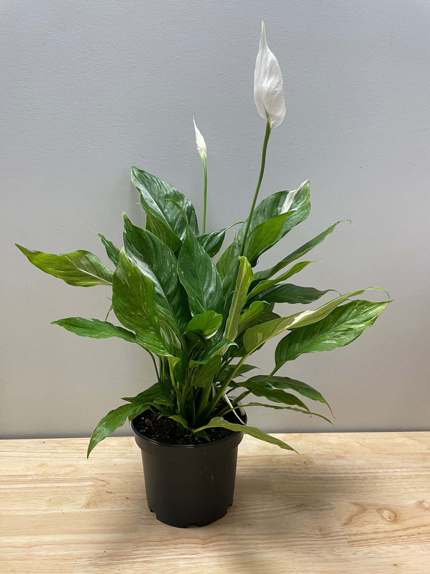 Peace Lily (Spathiphyllum wallisii)