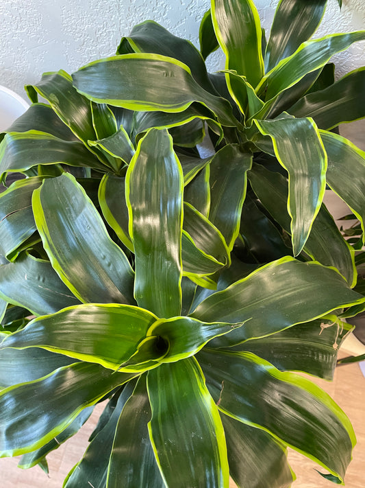 Dracaena Dorado (Dracaena deremensis)
