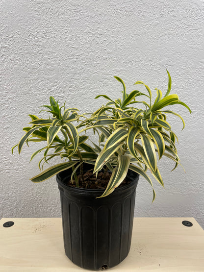 Song of India (Dracaena Reflexa)
