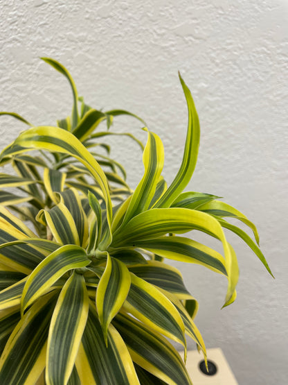 Song of India (Dracaena Reflexa)
