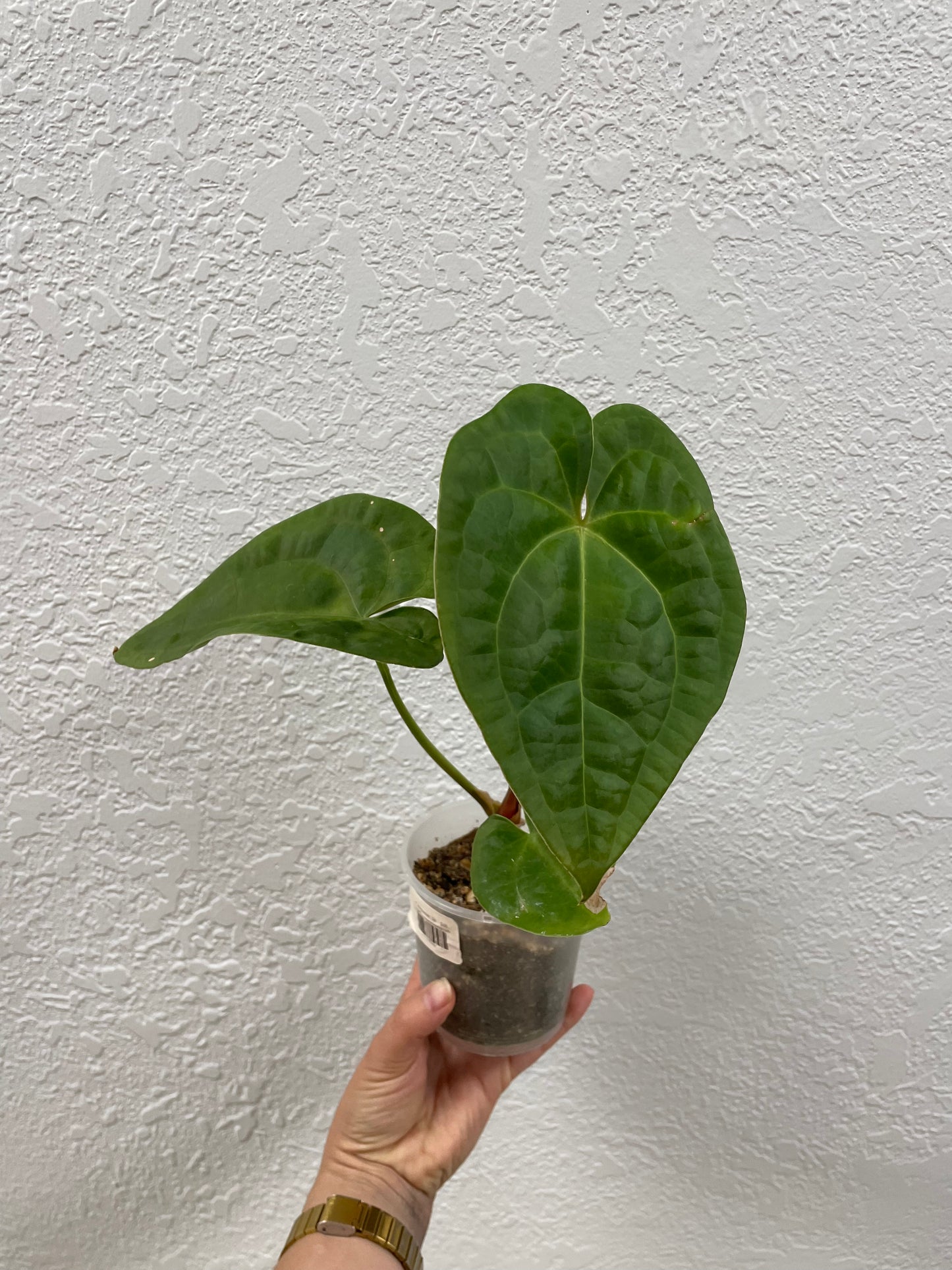 Anthurium forgetii x warocqueanum