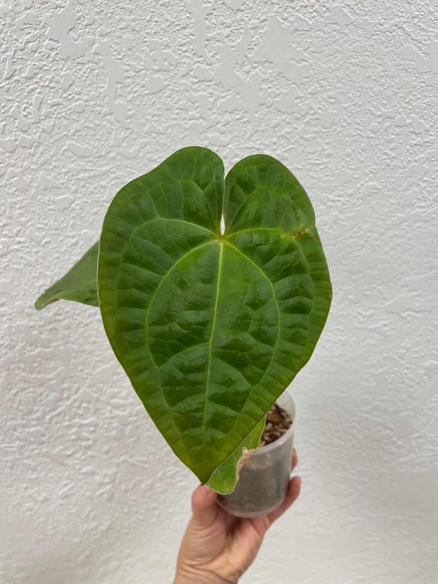 Anthurium forgetii x warocqueanum