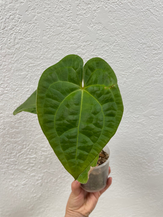 Anthurium forgetii x warocqueanum