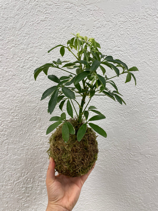 Kokedama Planters