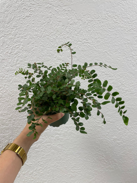 Button Fern (Pellaea rotundifolia)