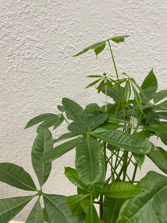Money Tree (Pachira aquatica)