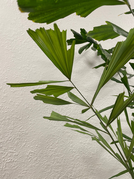 Fishtail Palm (Caryota mitis)
