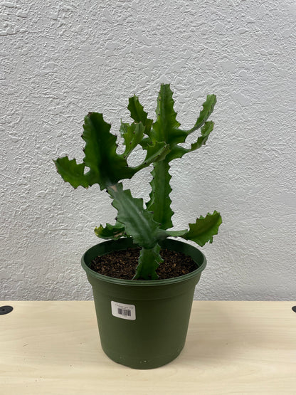 Candelabra Tree (Euphorbia ingens)
