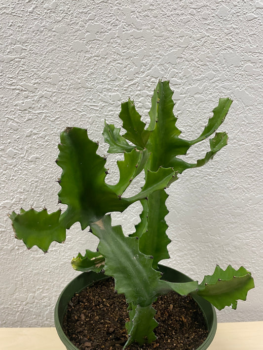 Candelabra Tree (Euphorbia ingens)