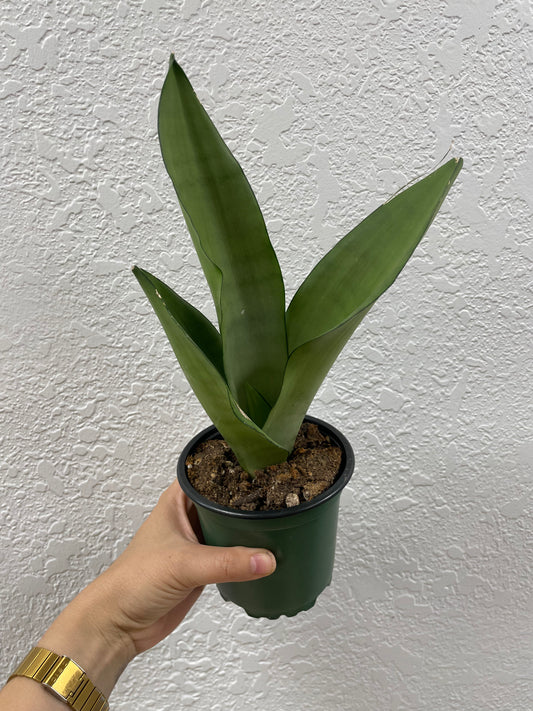 Snake Plant (Sansevieria Moonshine)