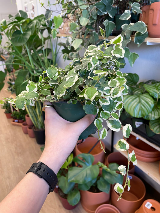 Creeping Fig (Ficus pumila)