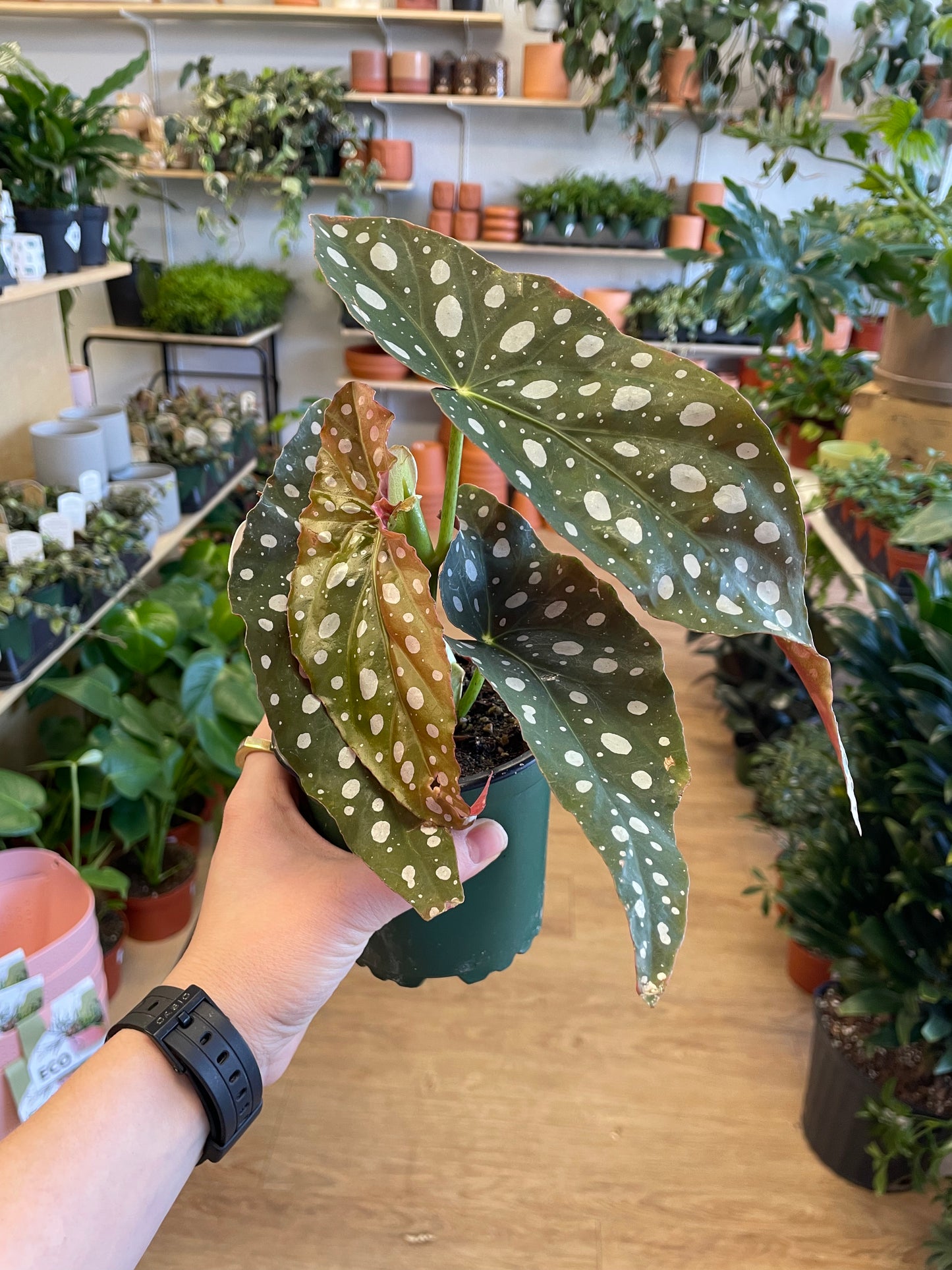 Polka Dot (Begonia maculata)