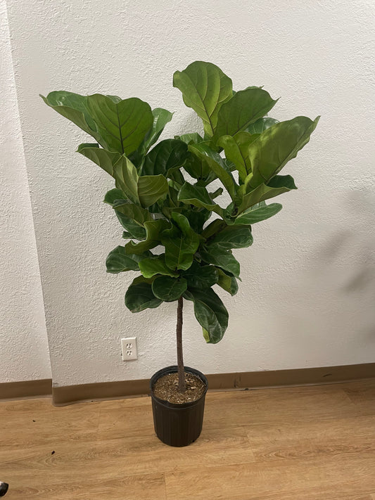 Fiddle Leaf Fig (Ficus lyrata)