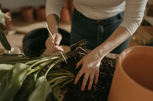 Repotting Service
