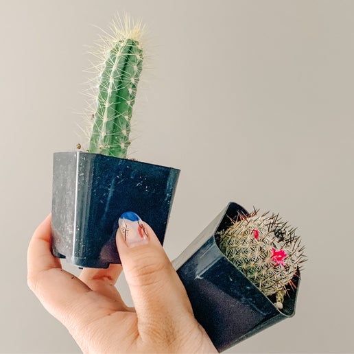 Assorted Cacti