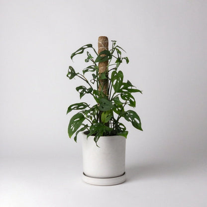 Coco Coir Pole