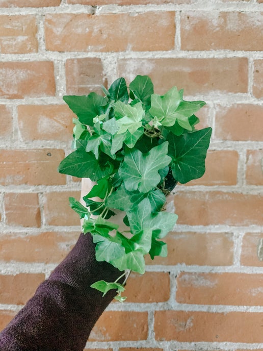 English Ivy (Hedera helix)