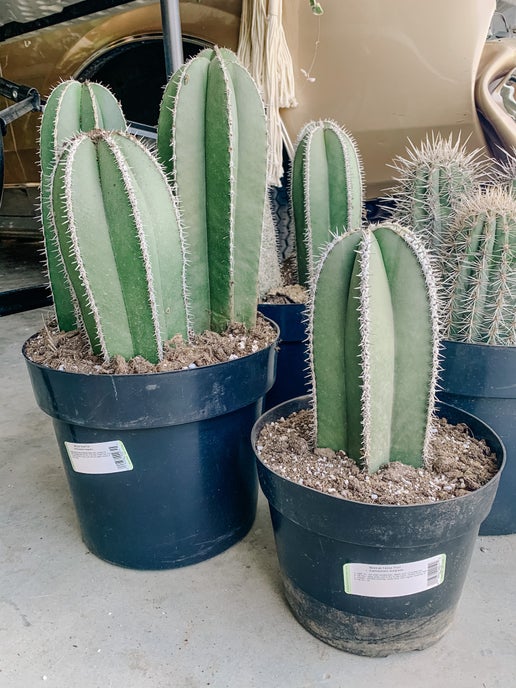 Mexican Fence Post Cactus (Lophocereus marginatus)