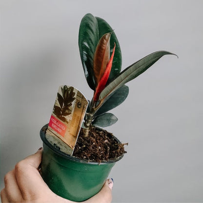 Rubber Tree (Ficus elastica)